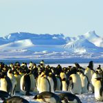 Group of emperor penguins congregating on Antarctic ice with snowy mountains in the background