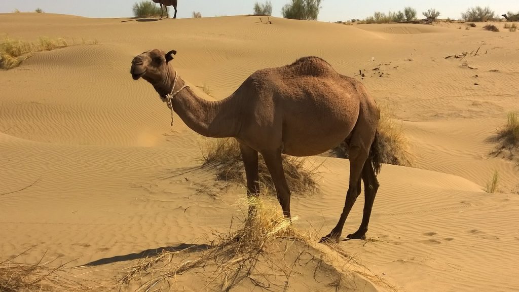 camel, turkmenistan, desert animals