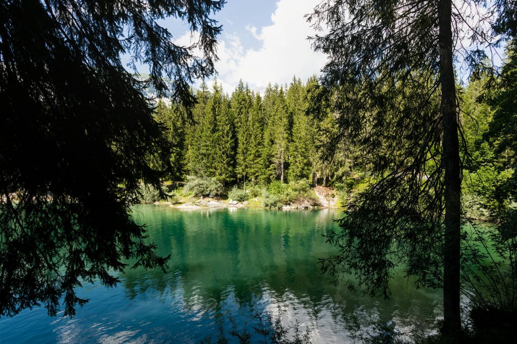 Peaceful alpine lake amid lush pine forests under clear sky, perfect for nature lovers.